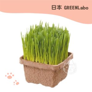 GREEN LABO直送 日本新鮮貓草 盆(文心門市限定)