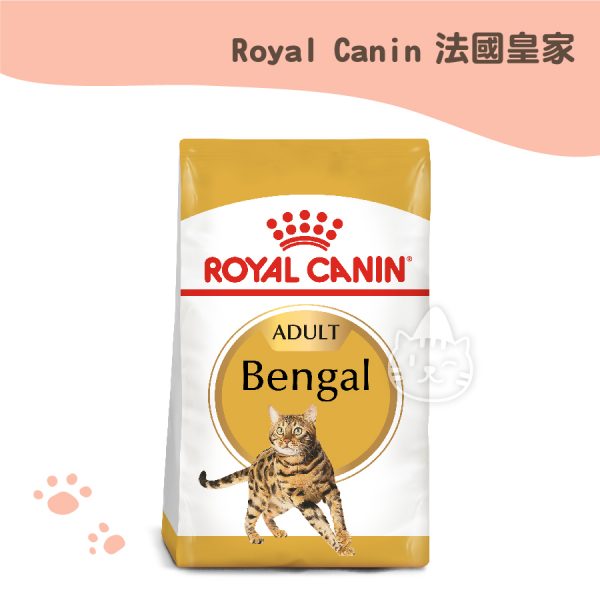 皇家 (BG40) 豹貓成貓