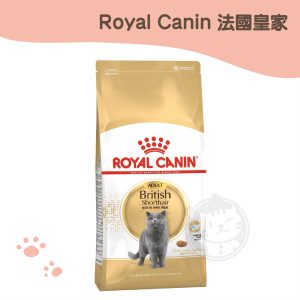 皇家 (BS34) 英國短毛成貓原裝包