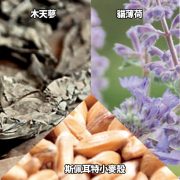 AUM-Nepeta_Silver_Vine_Triticum_spelta-PIC01 (1)