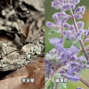 AUM-Nepeta_Silver-Vine-pic