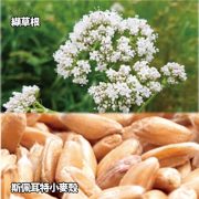 AUM-Valeriana_Triticum_spelta-PIC01